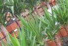 Boomeyplant-nursery-10.jpg; ?>